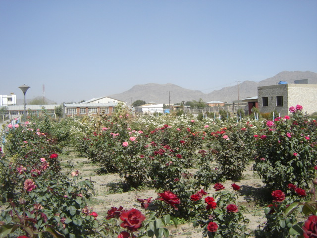 Roses in bloom on the grounds of Be Team International's Cure Hospital in Kabul, Afghanistan, on a hot summer day