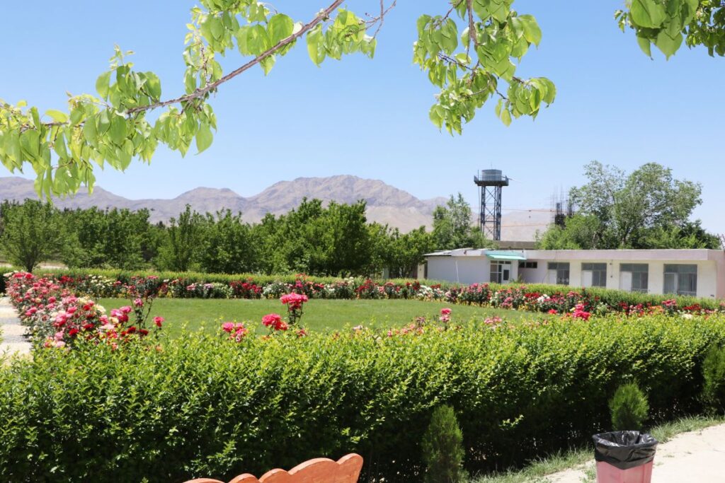 Blooming rose garden at Be Team International's Cure Hospital in Kabul, Afghanistan