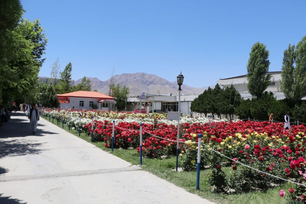 Red, white, yellow and pink roses blooming on the grounds of Be Team International's Cure Hospital in Kabul, Afghanistan
